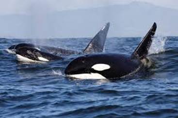 Killer whales seen close to Cartagena, Photo 1